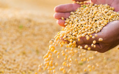 IMG_soybean-seed-spilling-from-hands-1_beauty_850p