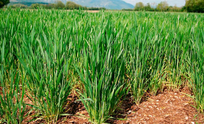 Young, growing, wheat crop