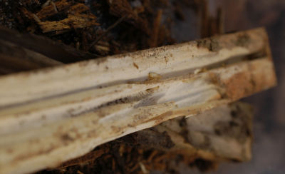 Subterranean termite in wood