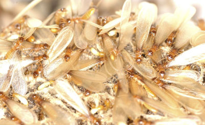 subterranean termite colony