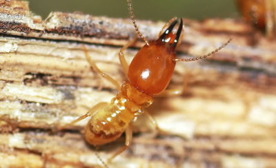 Subterranean termite in wood