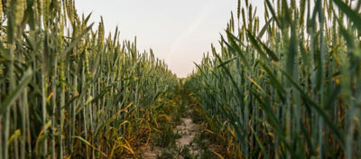 weeds in a wheat field