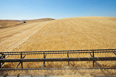 Wheat field at harvest
