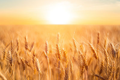 Wheat crop in the field with the sun behind