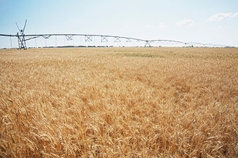 Wheat field with irrigation system