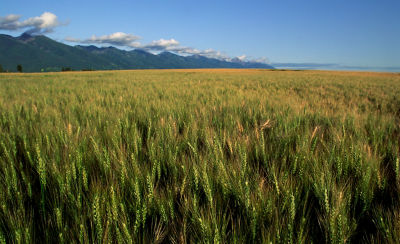 wheat field with mountains in background