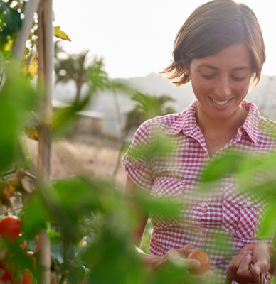 woman-harvesting-tomatoes-2_beauty_097-1