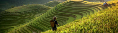 Farmer walking along terrace farm