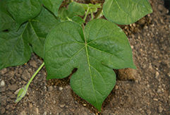 Ivyleaf_morningglory