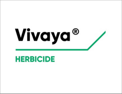 Vivaya Logo
