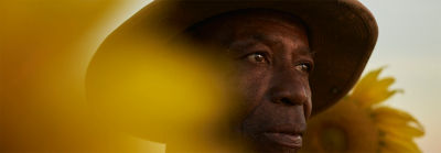 Omul în picioare printre floarea-soarelui