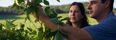 Bărbat și femeie inspectând fasolea