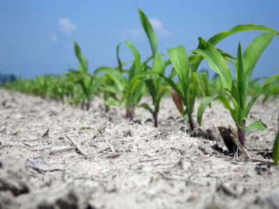 Nascencia de planta de maí­z