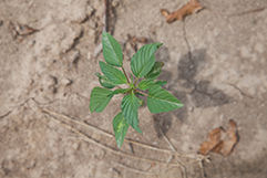 Palmer_Amaranth_241_160