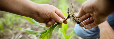 STR_01_corn_field_new_375x600-2