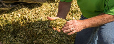 A rep inspecting silage in his hand