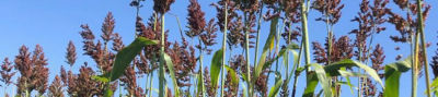 Sorgo Silage King_Desktop
