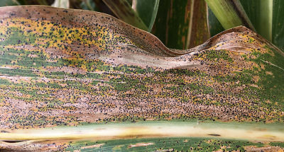 Tar spot on corn leaf