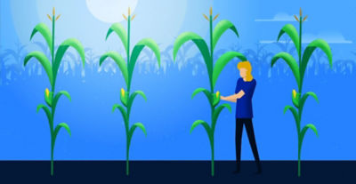 Sortan™ IS Corn Herbicide Helps Growers Maximize Yield