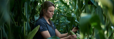 Femme inspectant du maïs