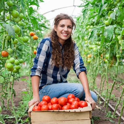 Zorvec Tomato Grower