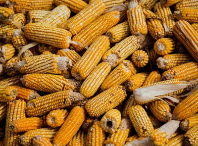 5 Tips Tanam Jagung Agar Hasil Panen Berkualitas Bagus