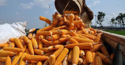 Panen Jagung Melimpah, Ini Yang Harus Dilakukan Petani