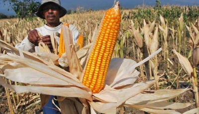  Indonesia  Masuk Tujuh Besar Penghasil Jagung  Dunia