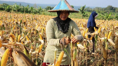 Sukabumi Panen Raya Padi dan Jagung  Produksi  Beras 