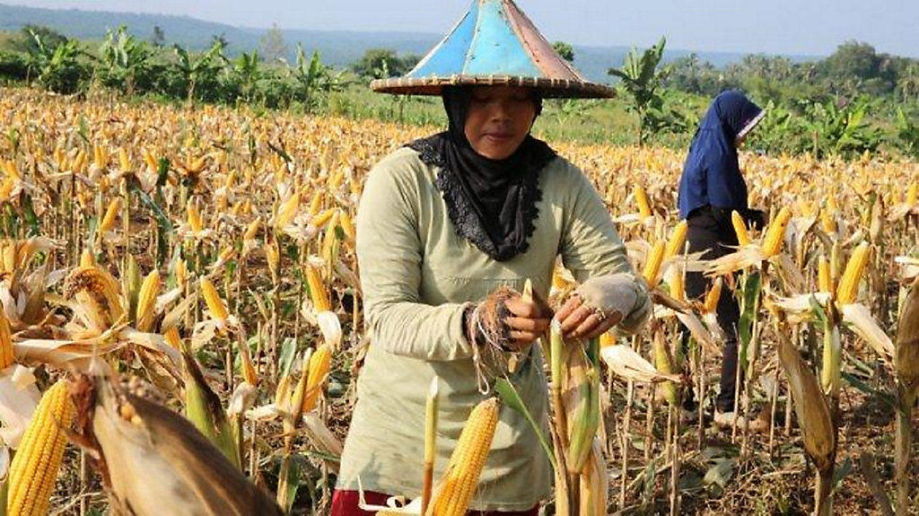 Sukabumi Panen Raya Padi dan Jagung Produksi Beras Sukabumi Panen Raya Padi dan Jagung Produksi Beras