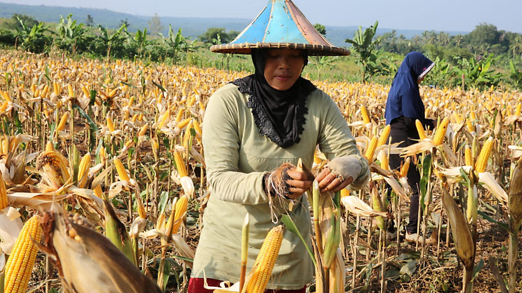 Kementan Aneka Ubi Jagung Lokal dan Sorgum Sebagai Kementan Aneka Ubi Jagung Lokal dan Sorgum Sebagai