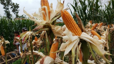 Wow Produksi Jagung Rendah Alfatoksin di NTB Rata rata 20  Ton