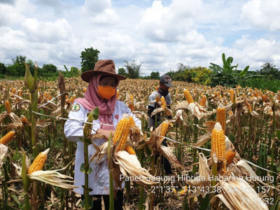 Panen Jagung Hibrida di Lahan Gambut Palangka Raya