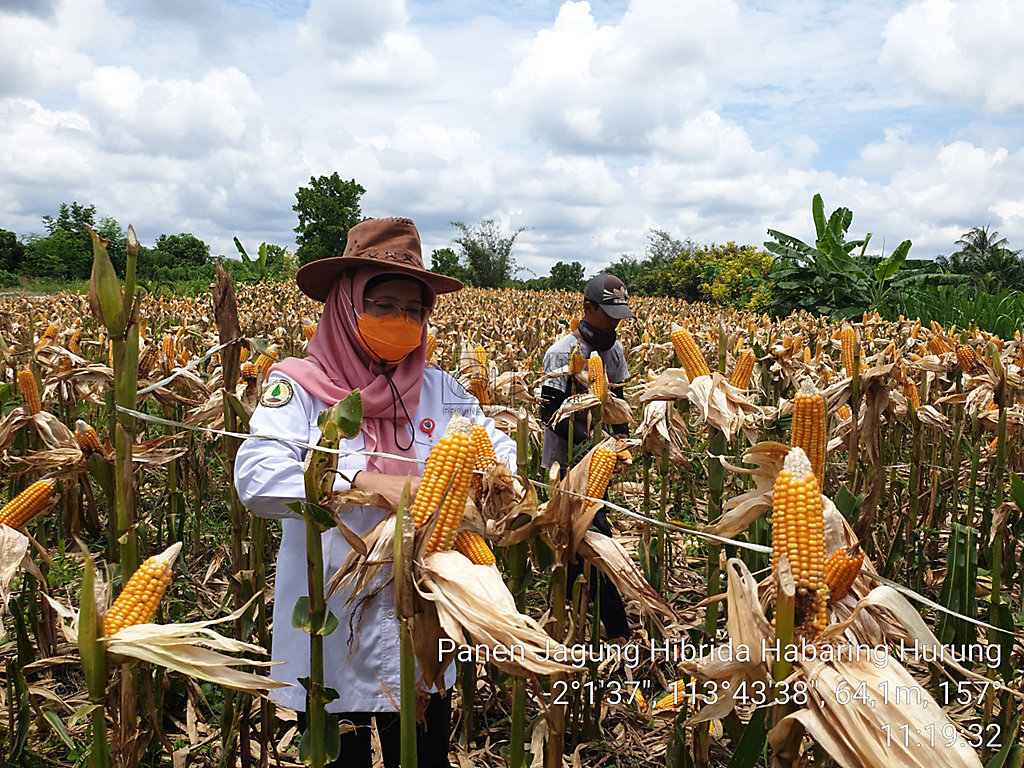Panen Jagung Hibrida di Lahan Gambut Palangka Raya Panen Jagung Hibrida di Lahan Gambut Palangka Raya