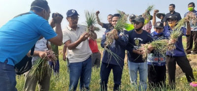 Panen Raya Bawang  Merah  Suhandoyo Per  Hektar  Bisa Capai 