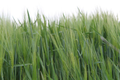 INNOWACJA – jeden produkt