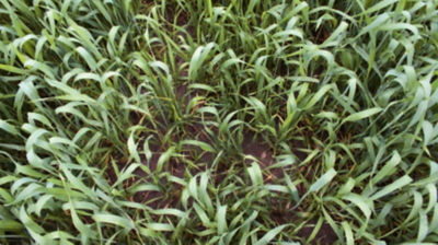 PEWNOŚĆ – jeden zabieg