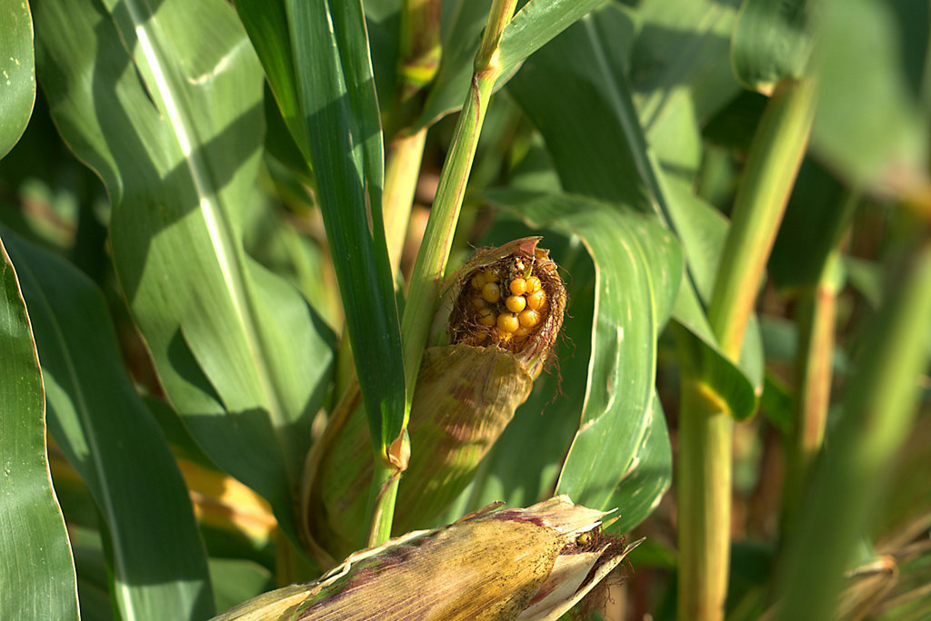 Ciri ciri Tanaman Jagung Kekurangan Nutrisi Ciri ciri Tanaman Jagung Kekurangan Nutrisi