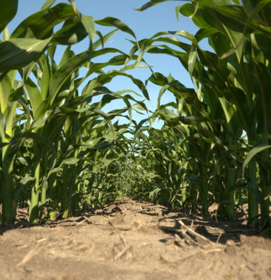 corn row