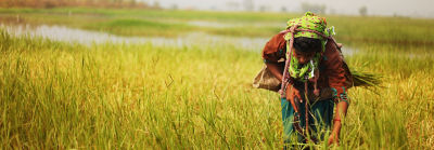 farmer working in rice field