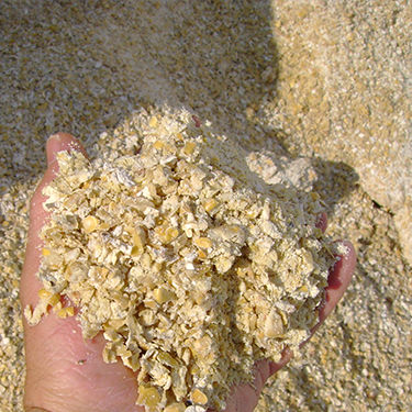 crimped maize silage