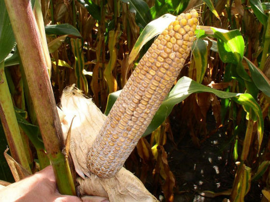 Diplodia Ear Rot | Pioneer Seeds