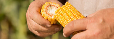 Fertilidad de suelos