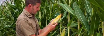 Programa de semeadura guiada