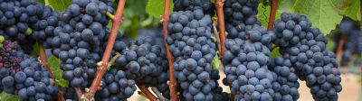 Grapes_Banner_Mobile