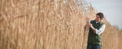 Solutions céréales