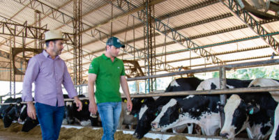 Dois homens andando por um estábulo e olhando vacas leiteiras se alimentando.