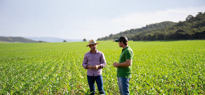 Lavoura de milho com dois homens conversando no meio da foto.