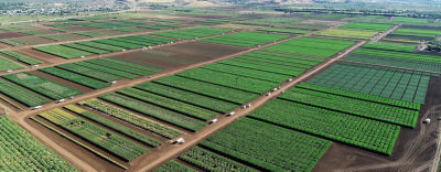 Puerto Rico Homepage Growing Progress