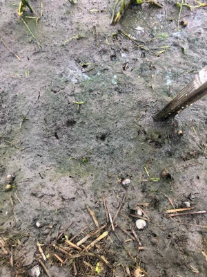 2020年7月8日　散布後